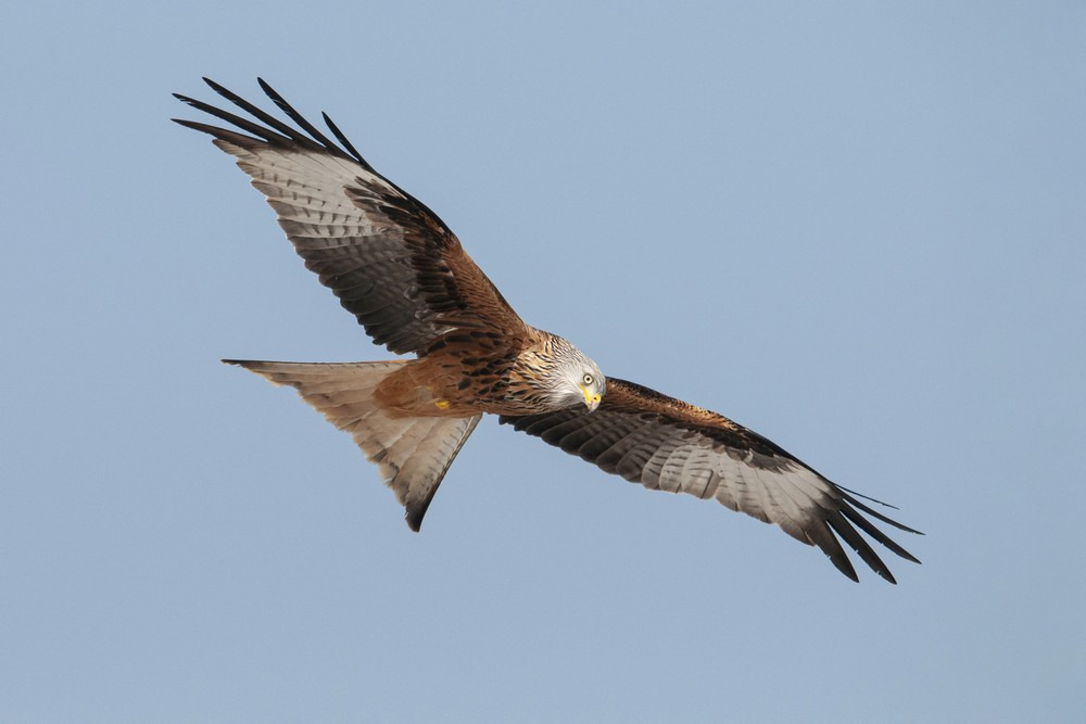 milan royal fabrice cahez3 1000