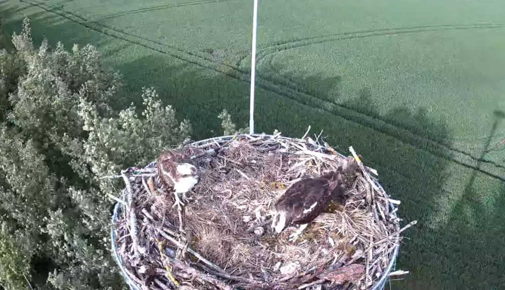 naissance balbuzard 14.05.2026