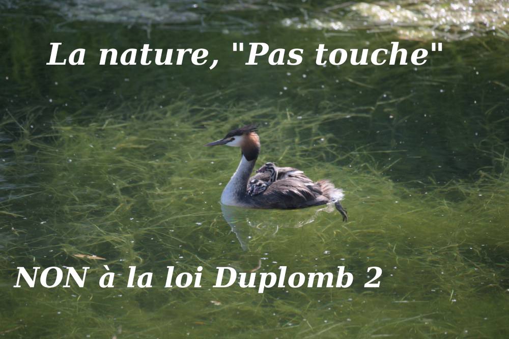 non loi duplomb2 domb