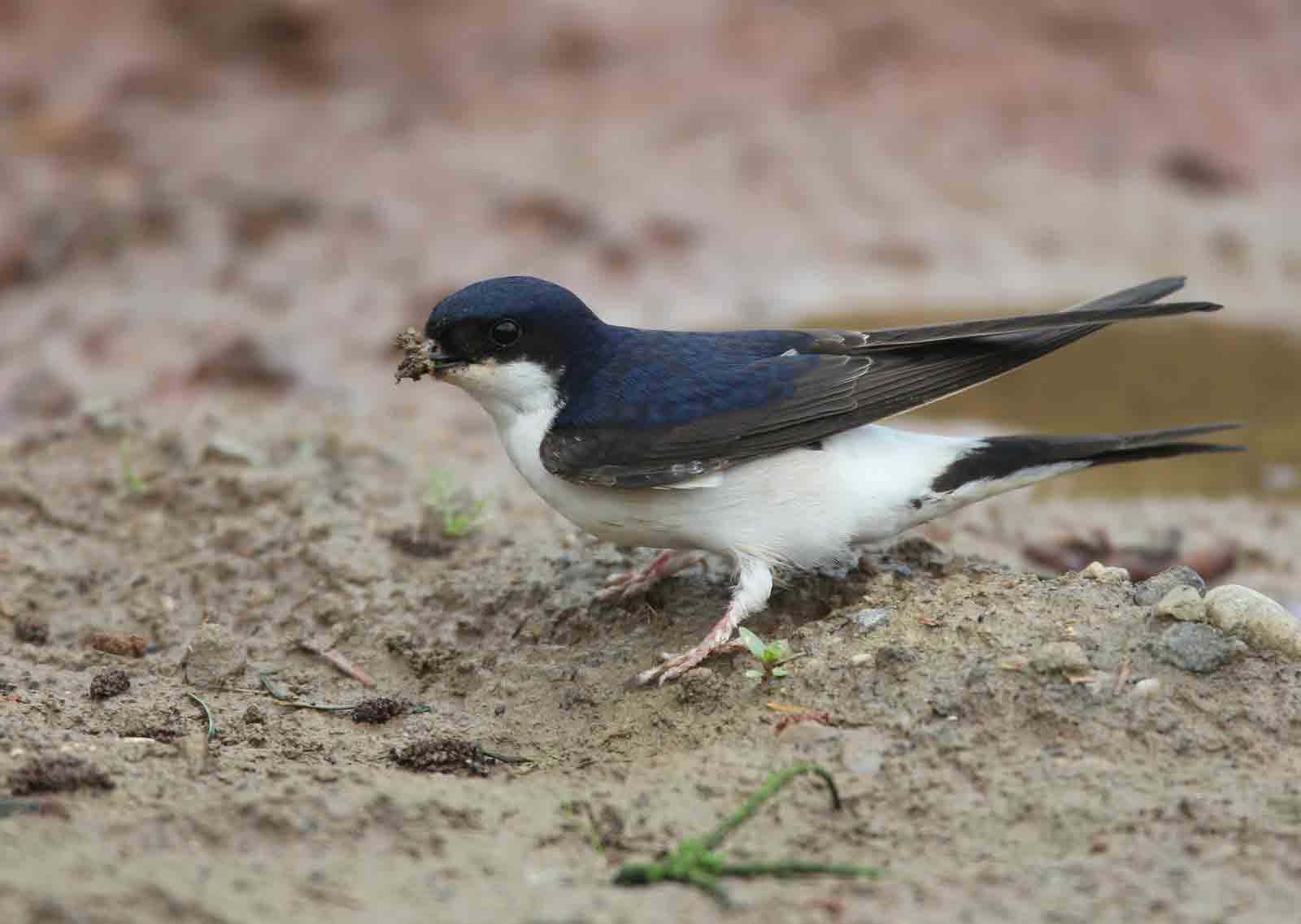 hirondelle de fenetre c stenger
