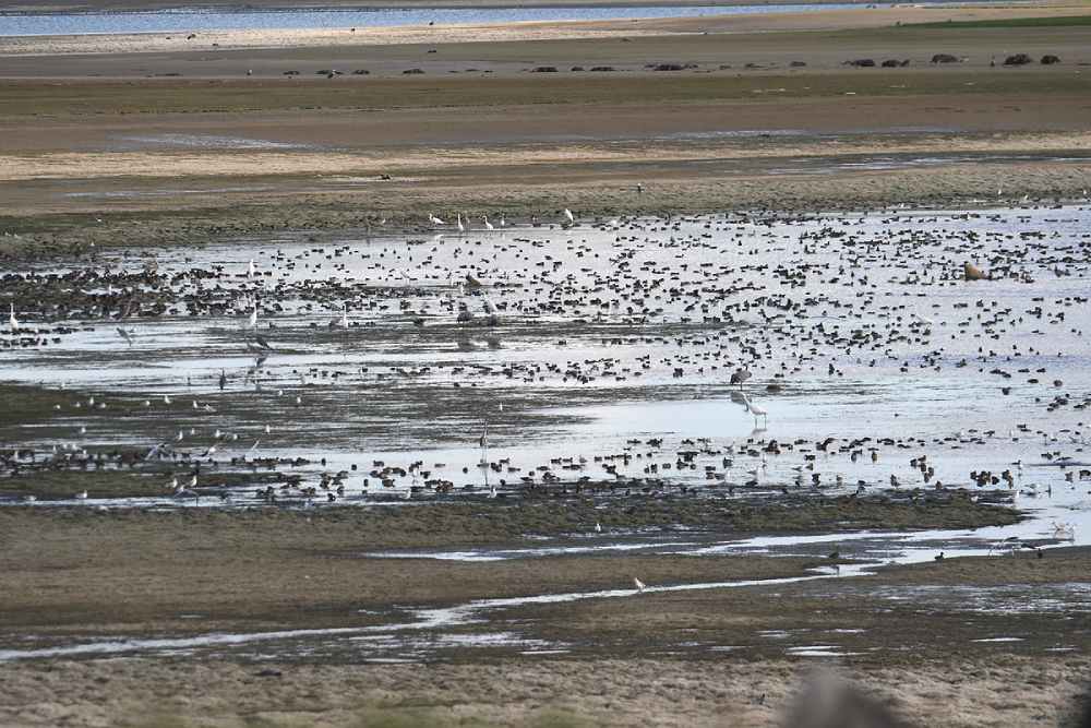oiseaux du der michel jamar 2025