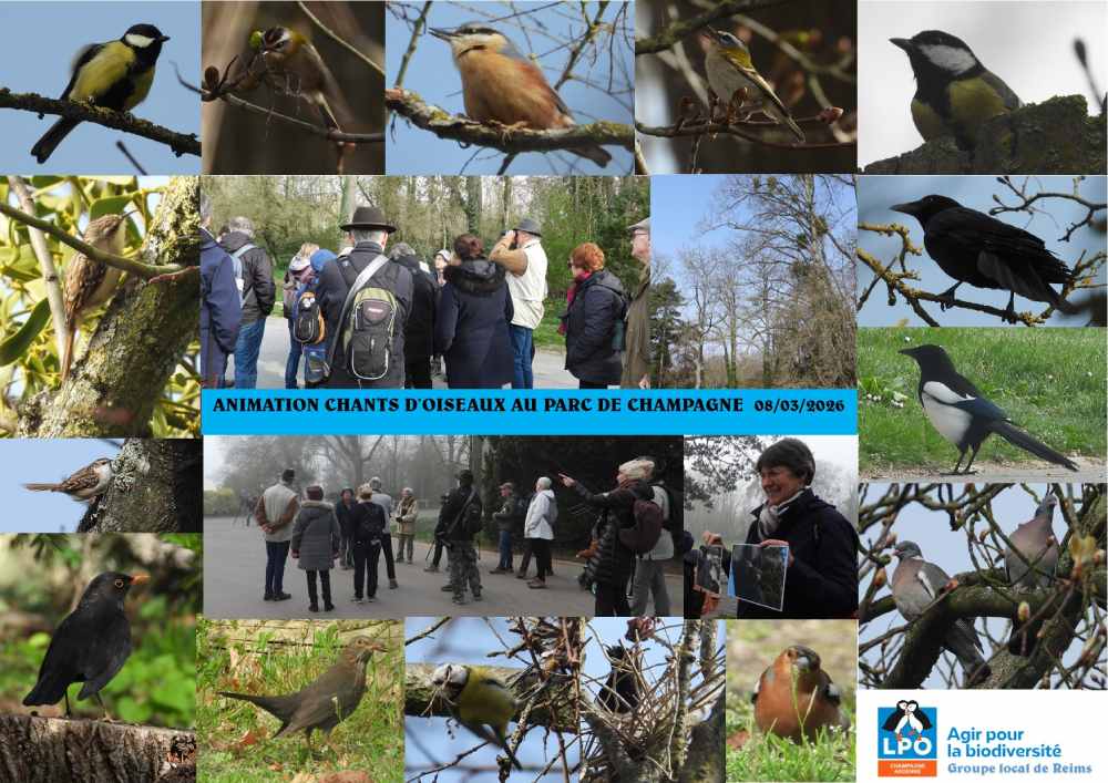 sortie chants doiseaux gl reims