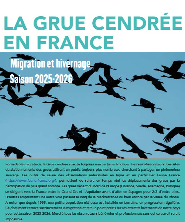 synthese grues 2025/2026