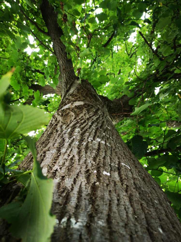 arbre mentor sabani de pixabay