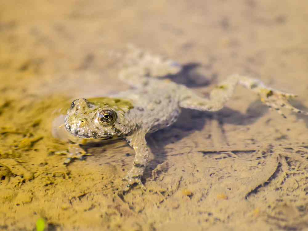 crapaud sonneur kathy büscher de pixabay