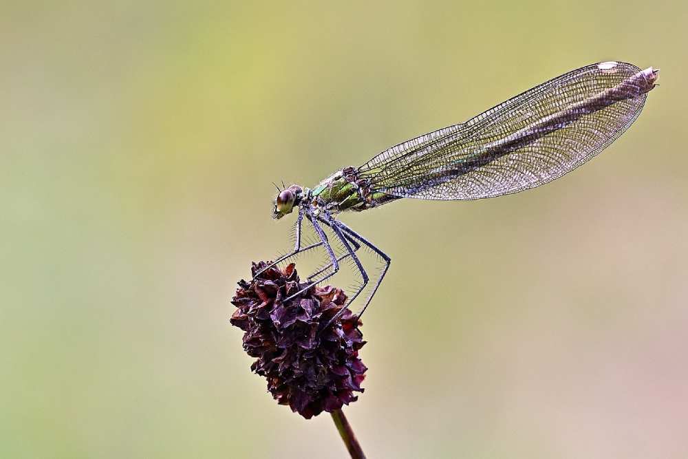 libellule jürgen de pixabay