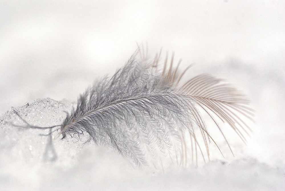 plume wolfgang hasselmann de pixabay