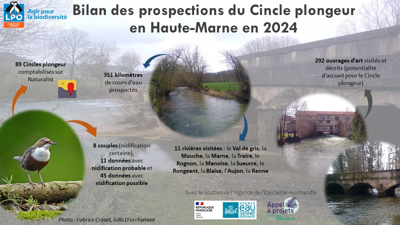 prospections cincle plongeur 2024