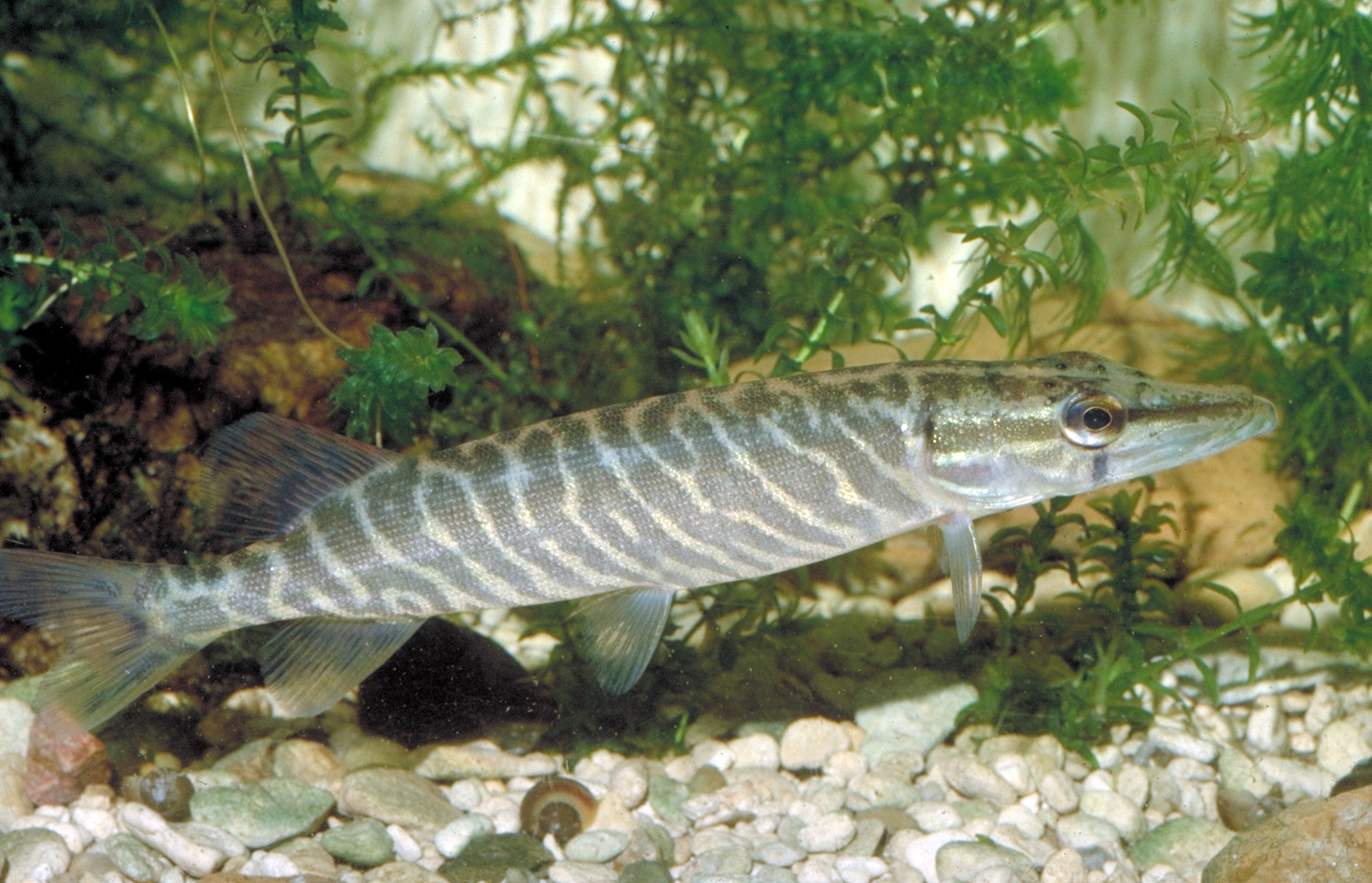 Brochet OFB