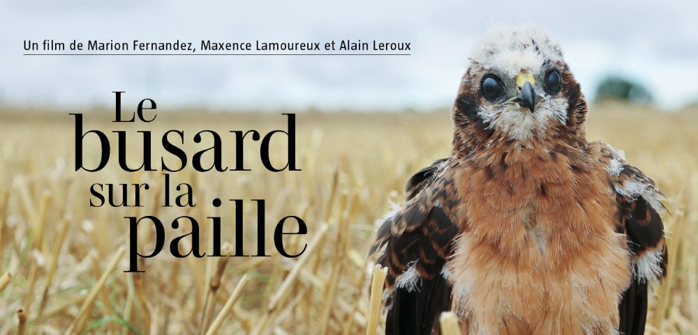 busard sur la paille