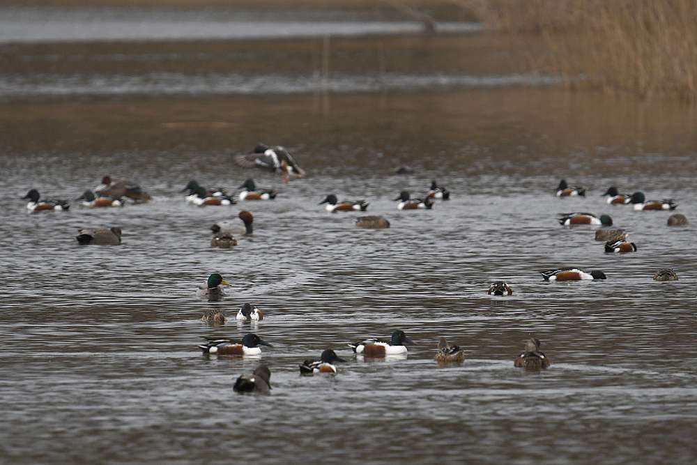 Photo Michel Jamar canards souchet 2 2024 michel jamar
