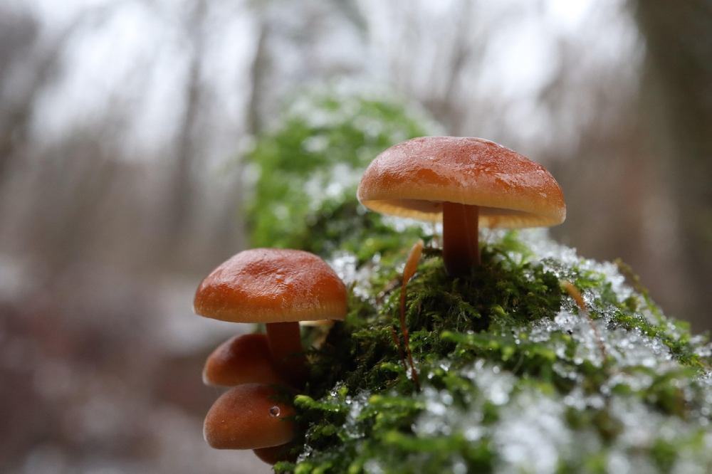 champignons andrii k de pixabay