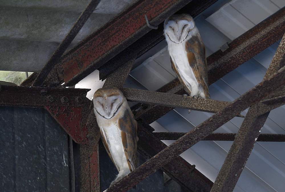 chouettes effraie michel jamar