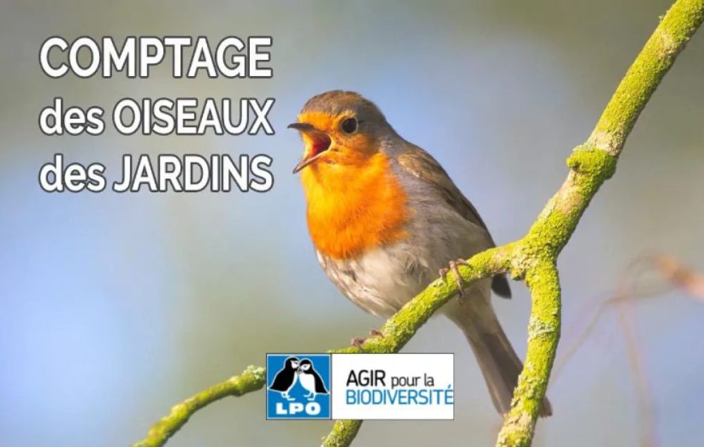 comptage oiseaux jardin 2024