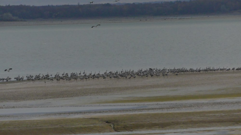 coucher de grues 2024 domb