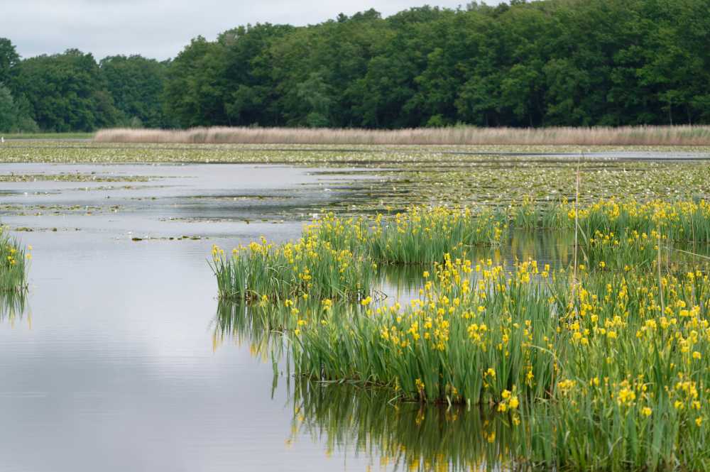 etang du grand coulon domb