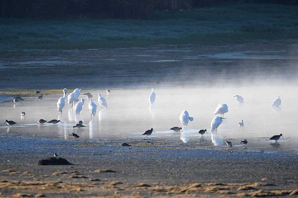 groupe oiseaux 5 m.jamar