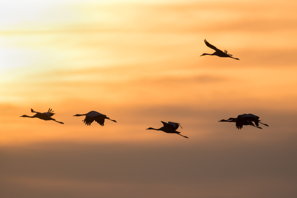 lever de grues christine thomasson