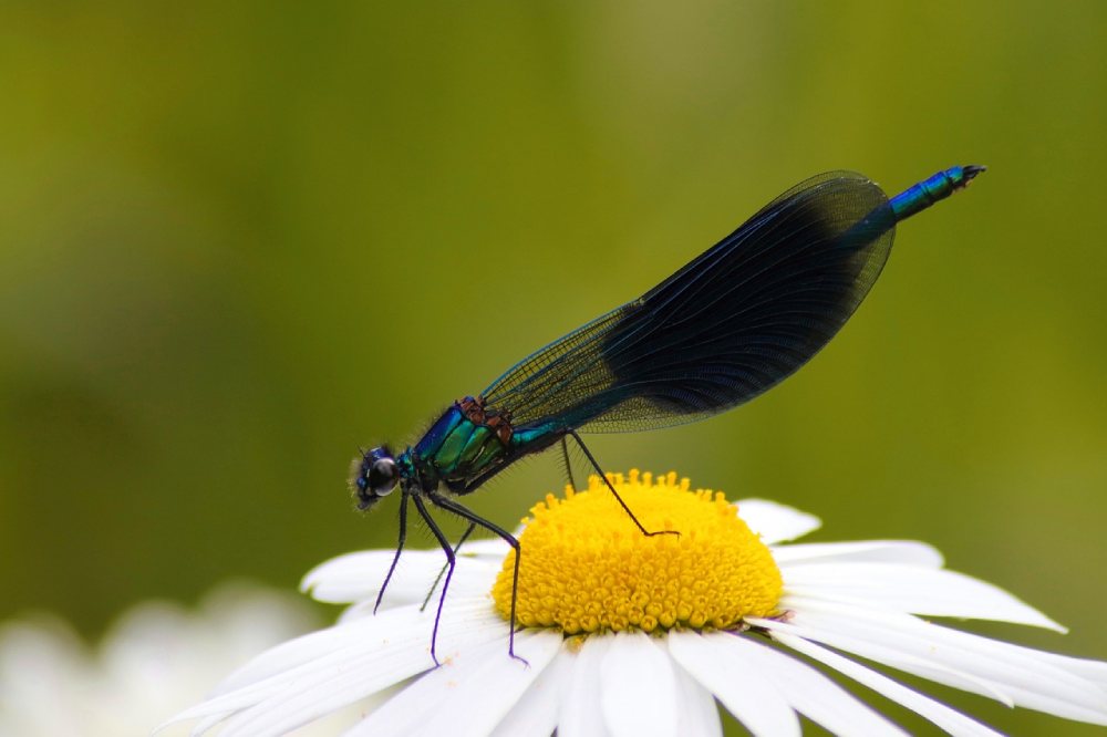 libellule melanie de pixabay