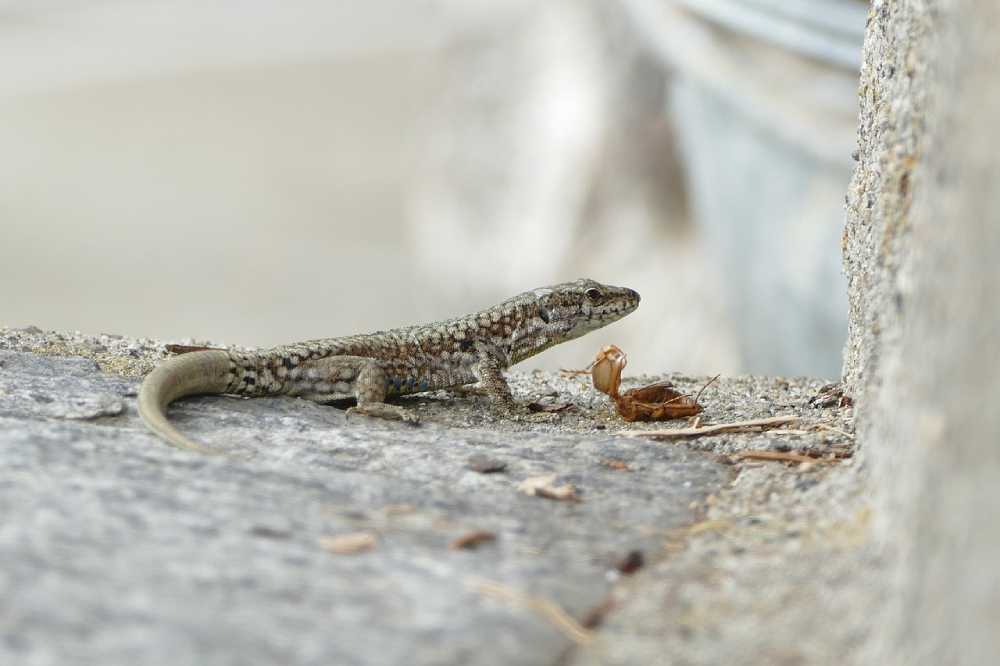 lézard des murailles joël de pixabay
