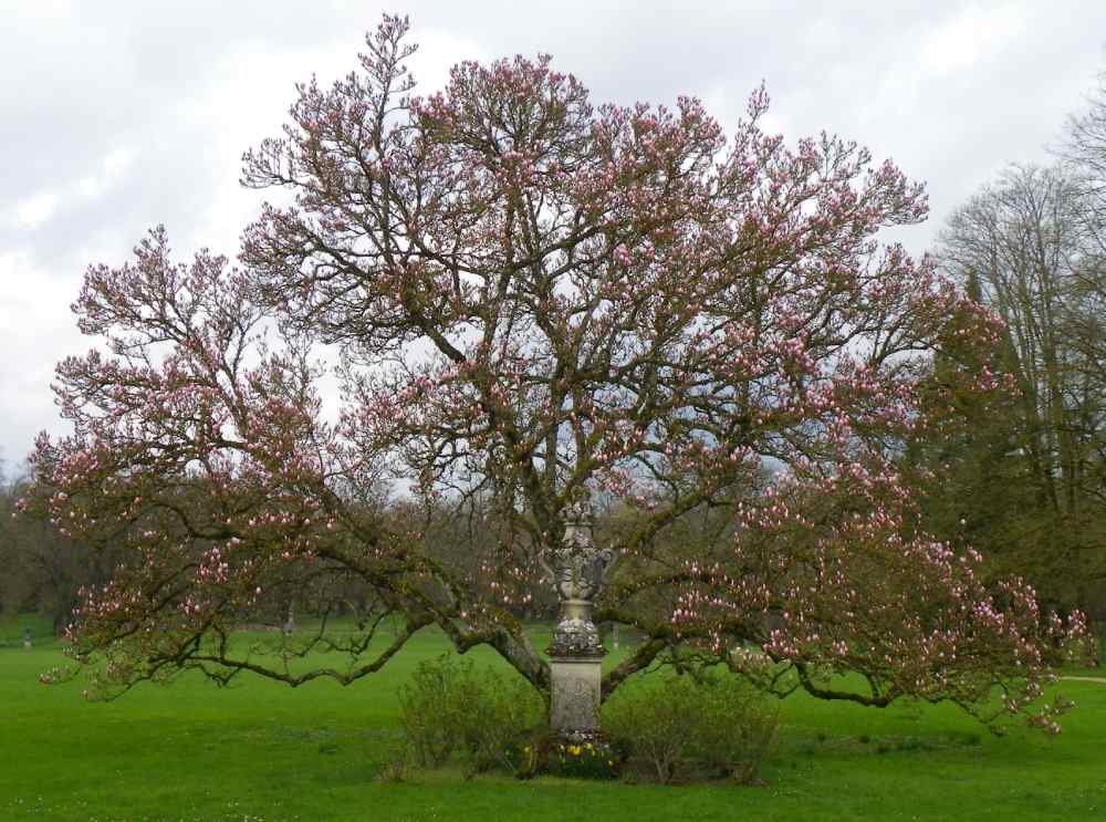 magnolia de trois fontaines domb