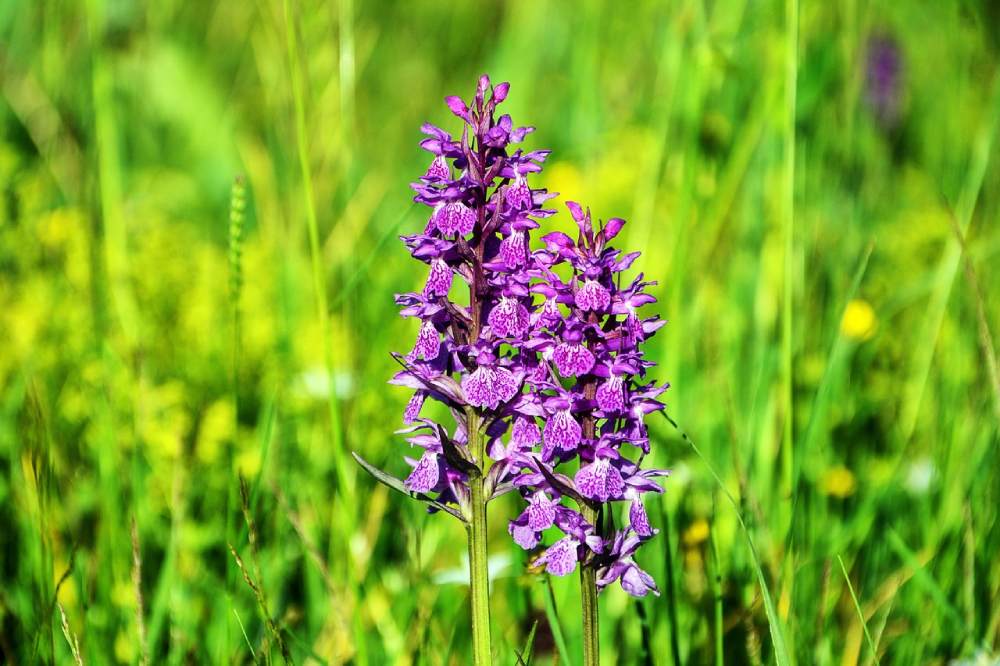orchidées rüştü bozkuş de pixabay