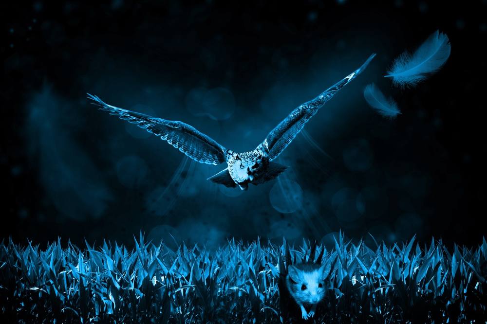 owl 517497 12801