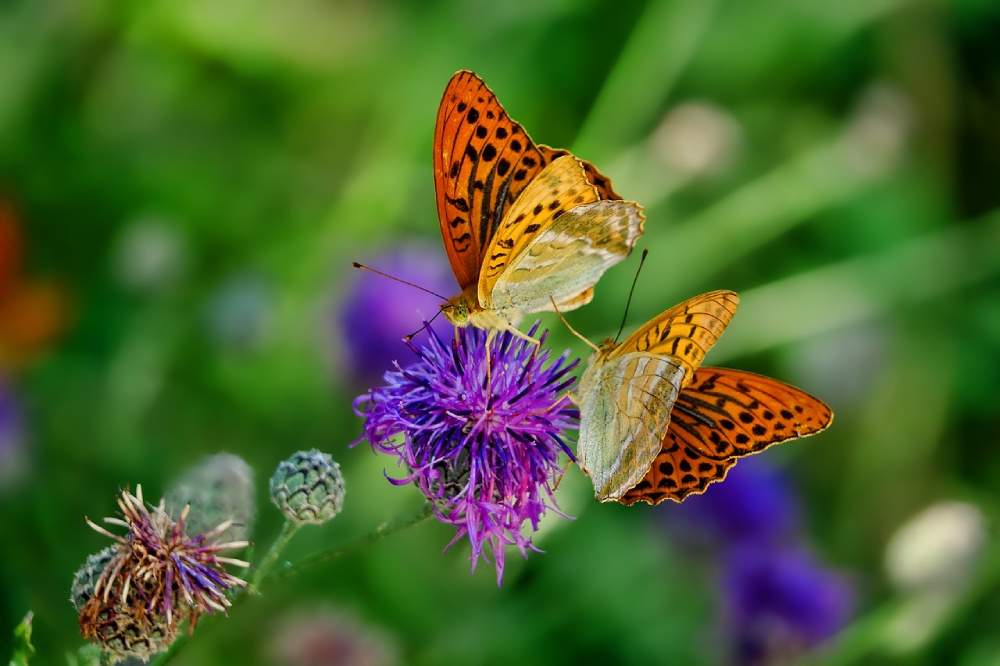 papillons sabine de pixabay