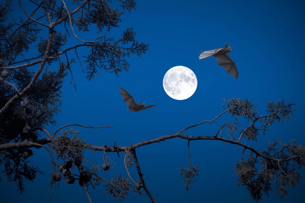 pleine lune chauves souris angeles balaguer de pixabay