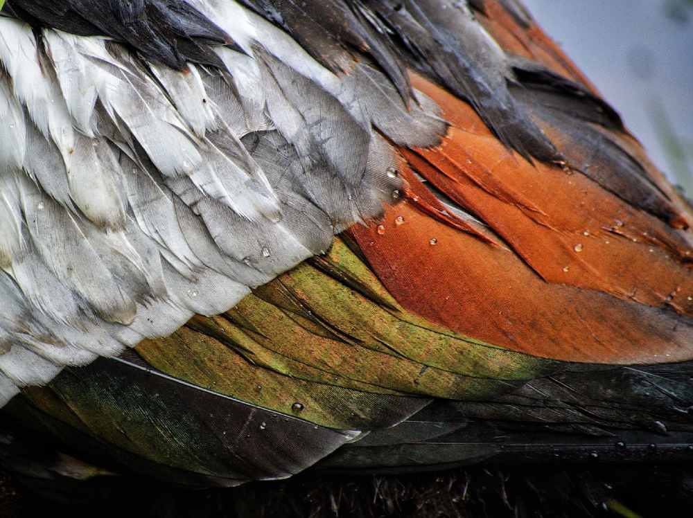 plumes terri sharp de pixabay
