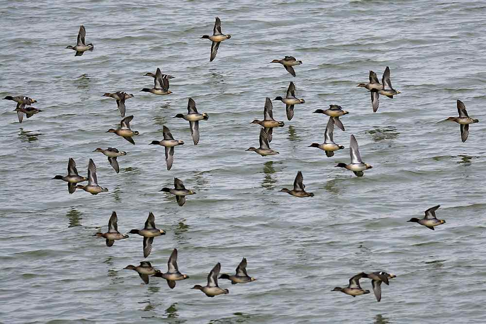 Photo Michel Jamar sarcelles der michel jamar