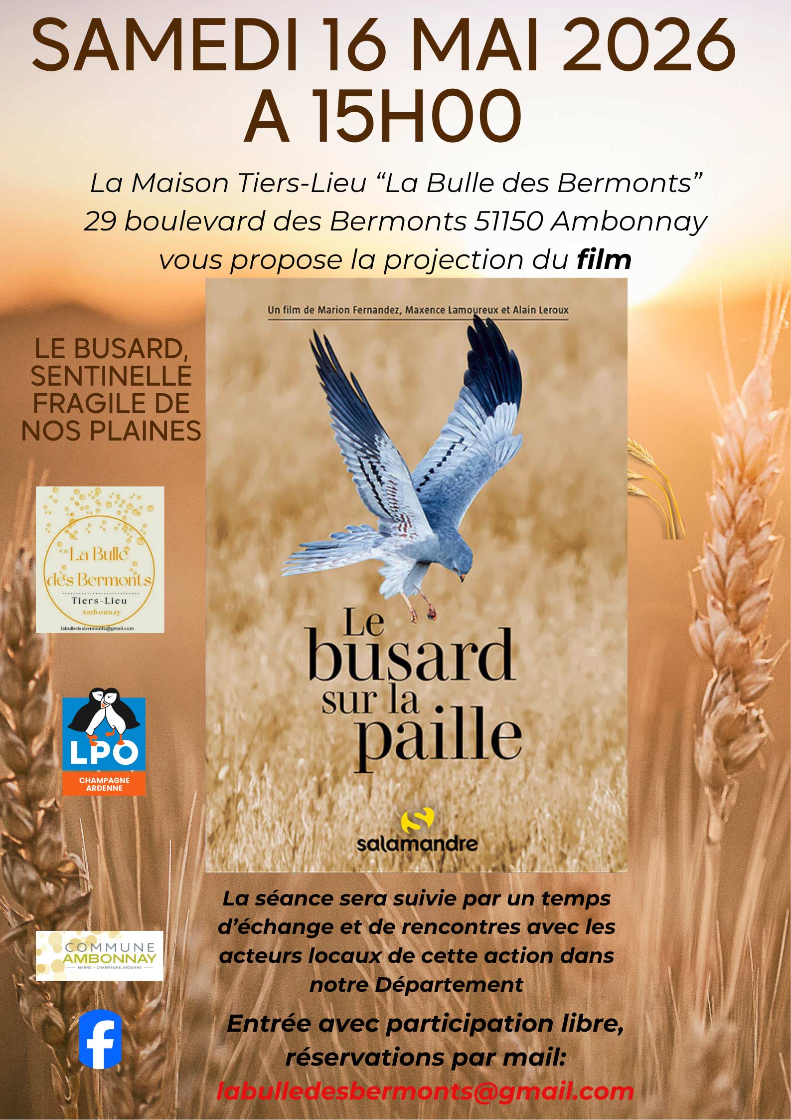 busard sur la paille modif