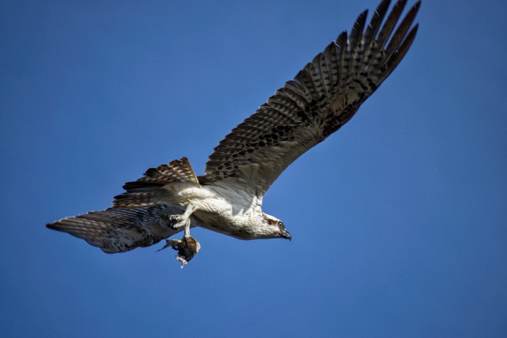 balbuzard pecheur terri sharp de pixabay
