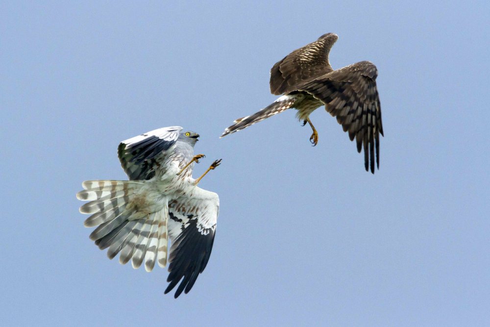 busard cendre alain balthazard ldd 8