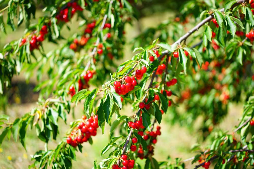 cerises hans de pixabay