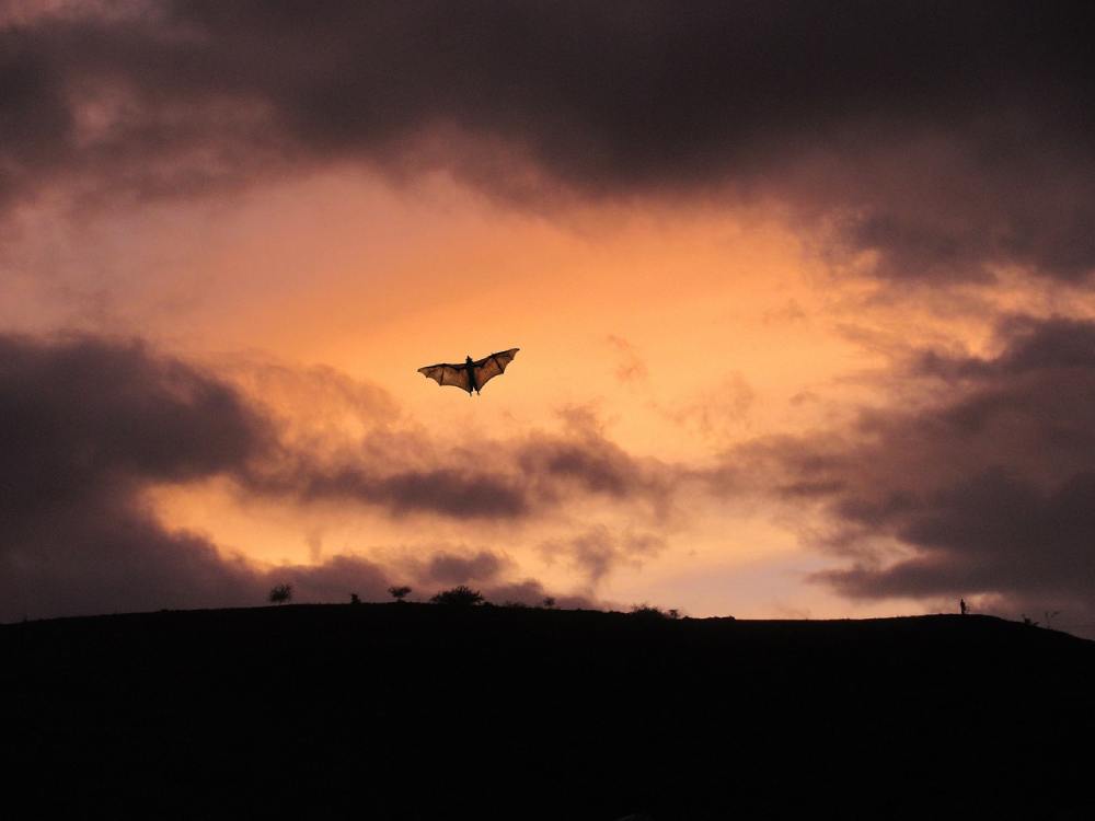 chauve souris pixabay