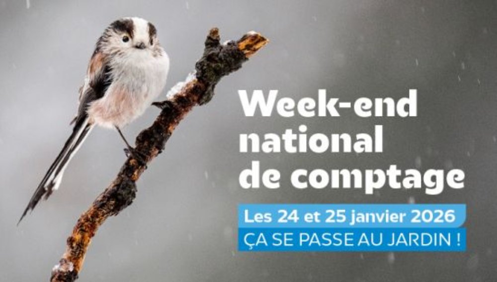 comptage oiseaux 2026