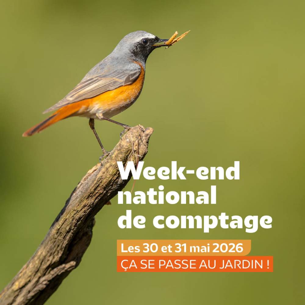 comptage oiseaux jardin lpo
