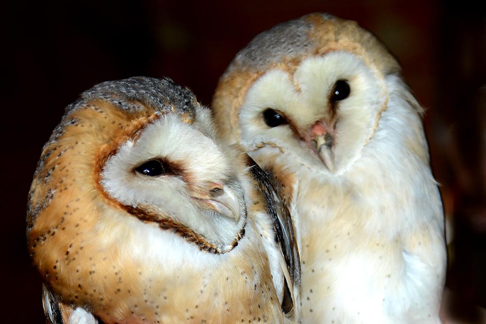 Photo Michel Jamar effraies michel jamar