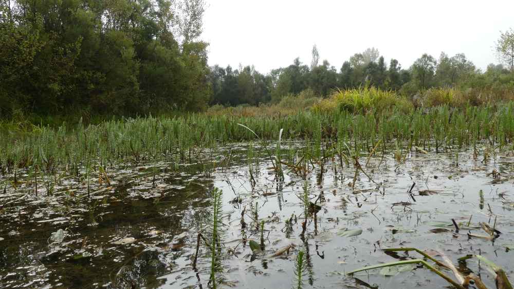 Photo DomB etang larzicourt domb