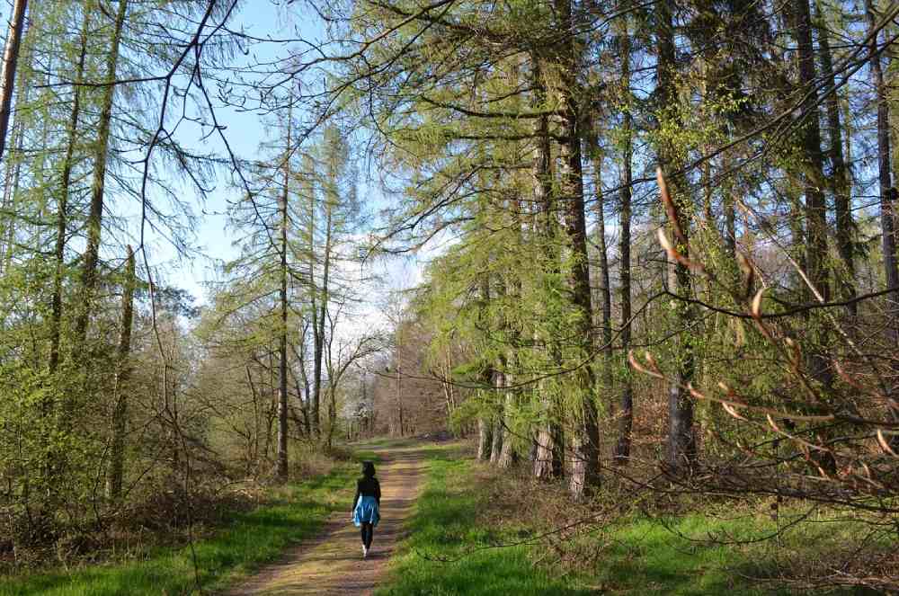 foret blubonrelaxon de pixabay