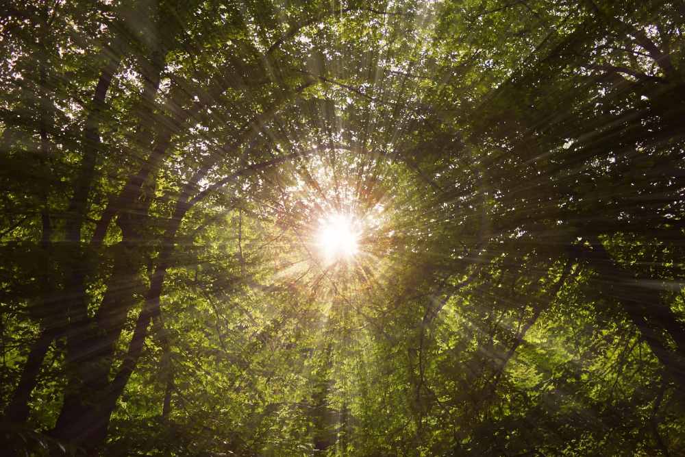 Photo Pixabay forêt pixabay