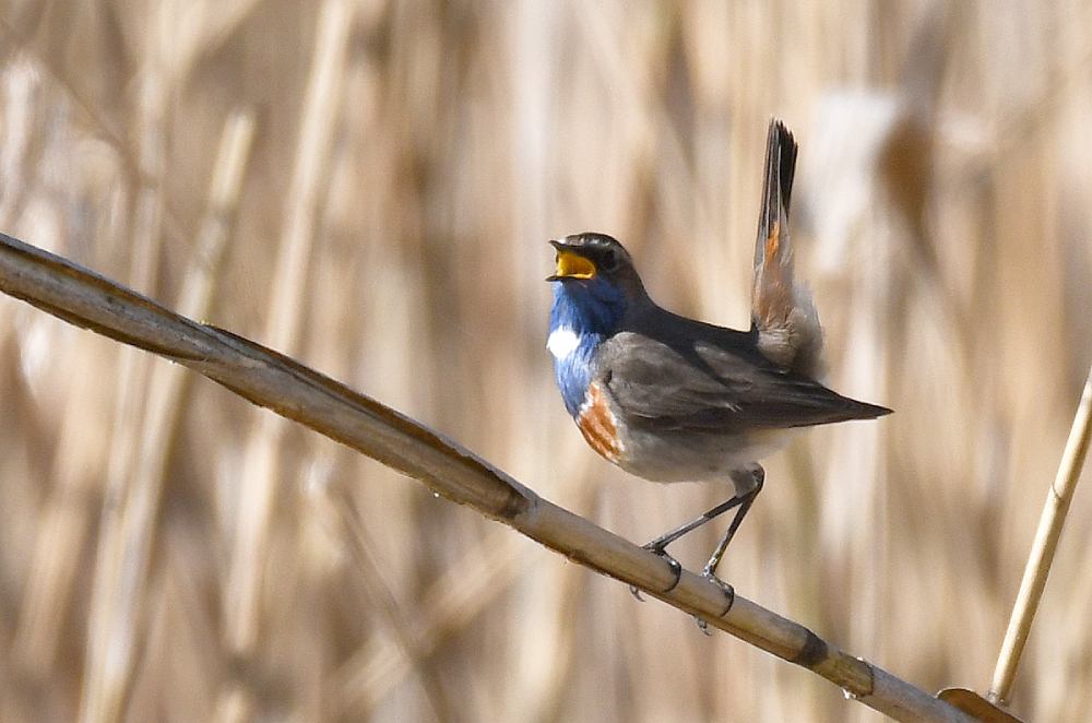 gorge bleue belval michel jamar