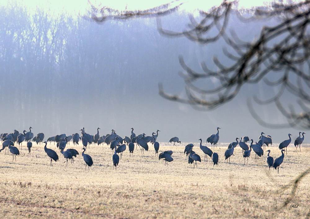 grues cendrees 2 remy lepron