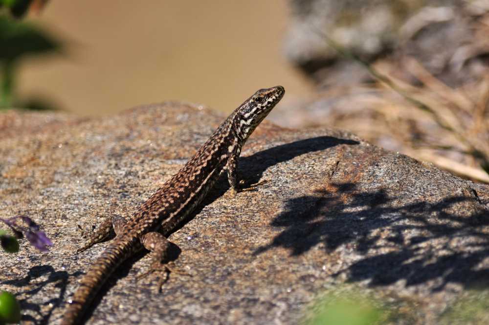 lezard joel de pixabay