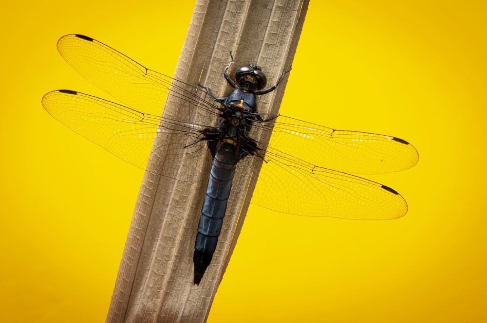 libellule leucorrhime a large queue daankal de pixabay