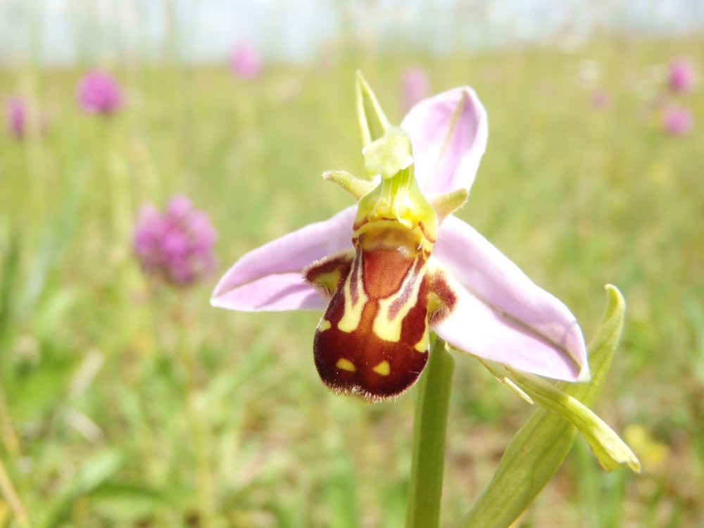 ophrys abeille ophrys apifera fontette 09juin2014 julien rouge