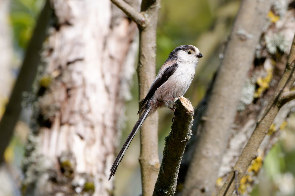 Photo DomB orite a longue queue 2021 2 domb
