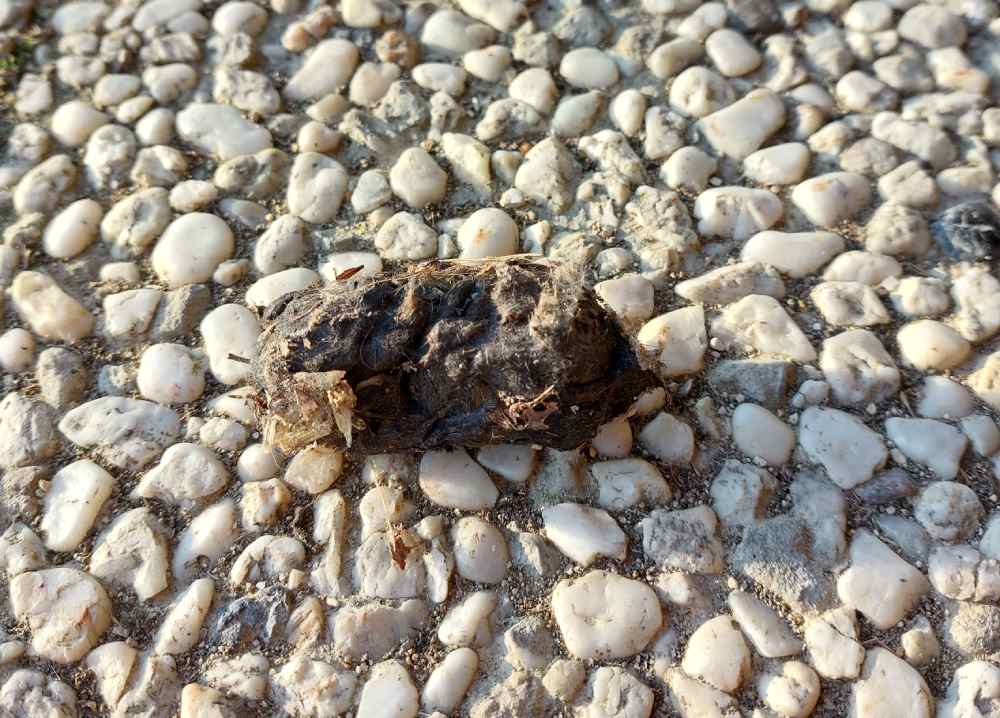 pelote effraie marie deligny 2