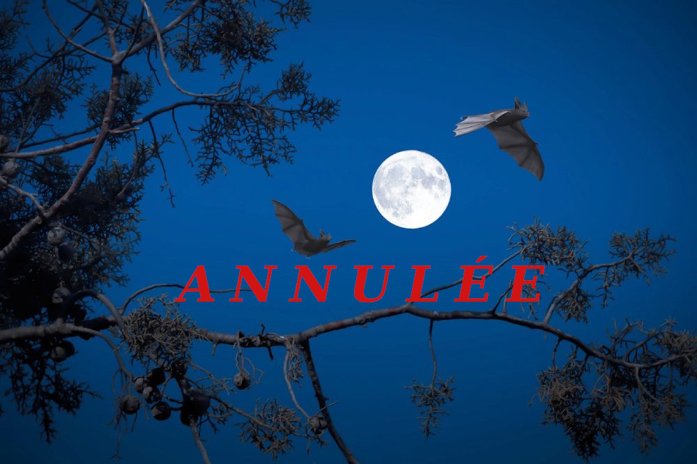 pleine lune chauves souris angeles balaguer de pixabay